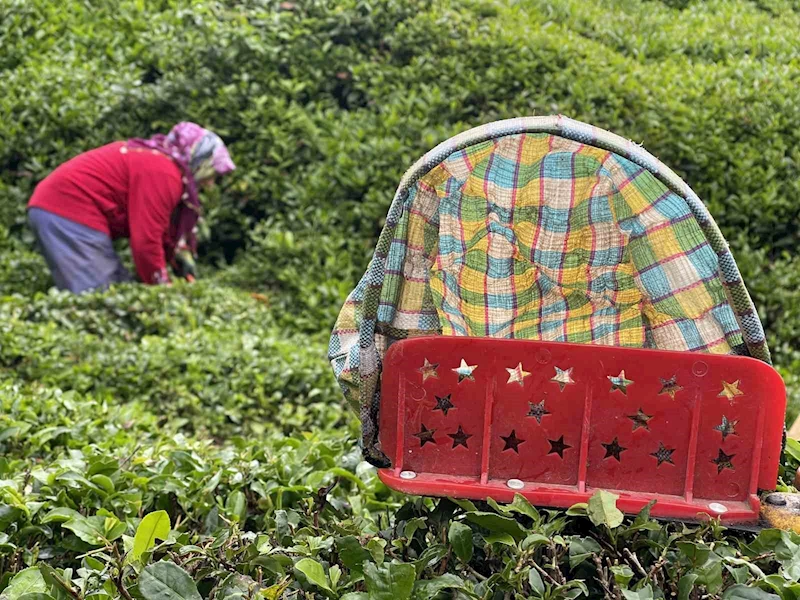 Doğu Karadeniz’de 2024 yılı yaş çay sezonu açıldı
