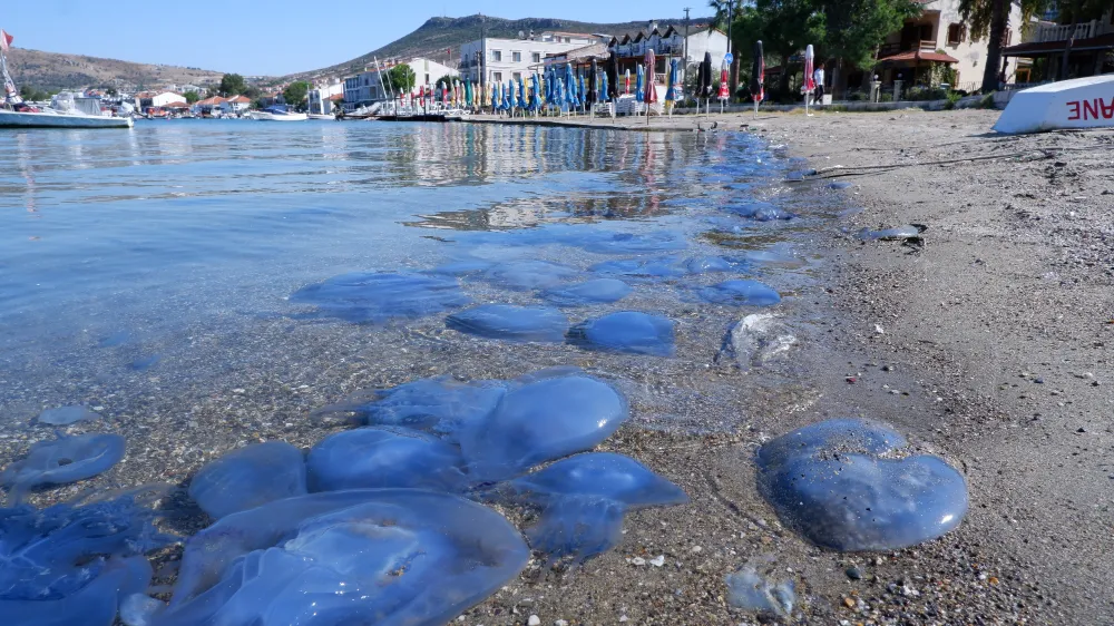 Foça’da denizanası istilası