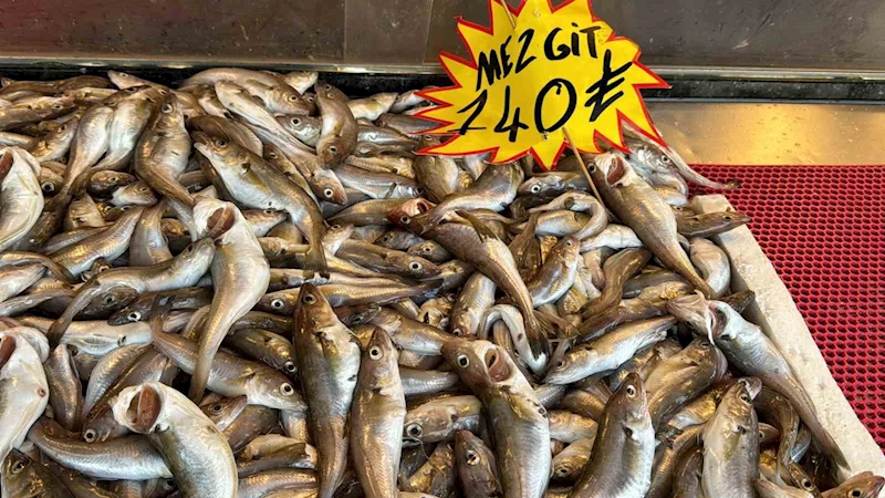 Deniz suyu sıcaklığı düşmedi, hamsi Gürcistan’a kaçtı
