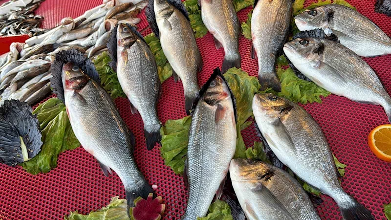 Deniz suyu sıcaklığı düşmedi, hamsi Gürcistan’a kaçtı
