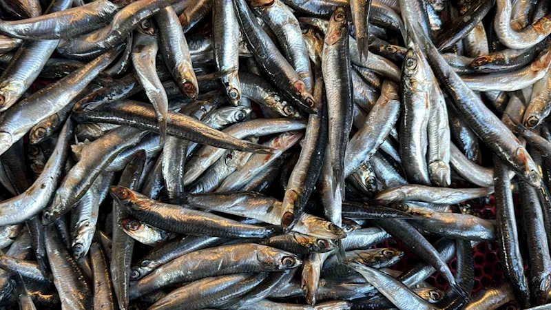 Deniz suyu sıcaklığı düşmedi, hamsi Gürcistan’a kaçtı
