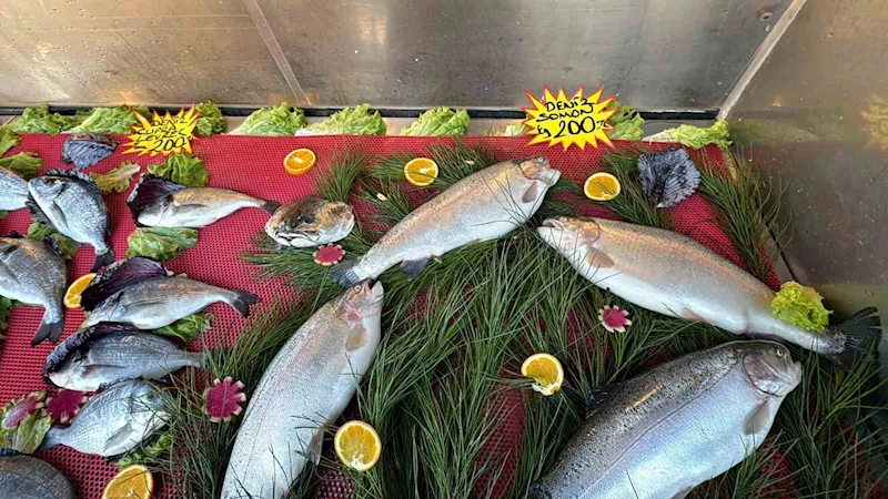 Deniz suyu sıcaklığı düşmedi, hamsi Gürcistan’a kaçtı
