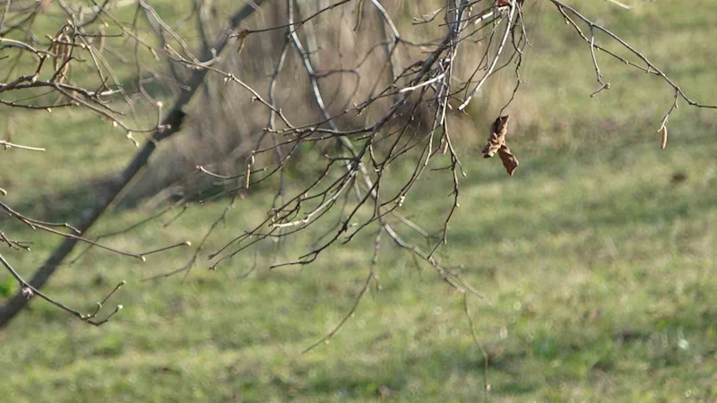 Havaların sıcak gitmesi fındıkta verim endişesine neden oldu
