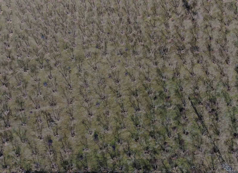 Havaların sıcak gitmesi fındıkta verim endişesine neden oldu

