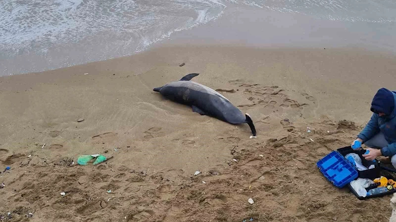 Sinop’ta kıyıya vurmuş ölü yunus bulundu
