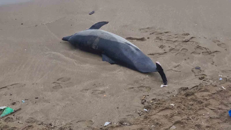 Sinop’ta kıyıya vurmuş ölü yunus bulundu
