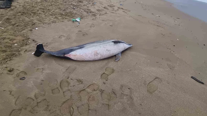 Sinop’ta kıyıya vurmuş ölü yunus bulundu
