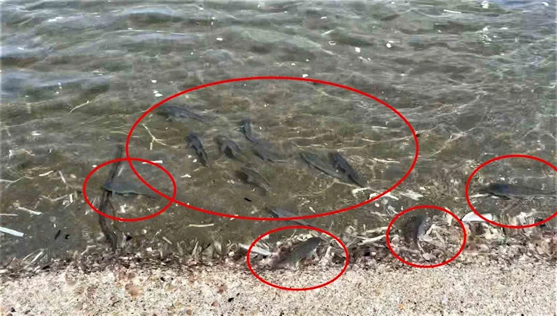 Binlerce İsrail sazanı Karadeniz kıyılarına vurdu
