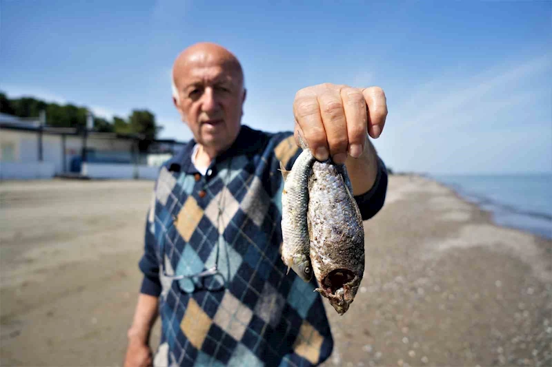Binlerce İsrail sazanı Karadeniz kıyılarına vurdu
