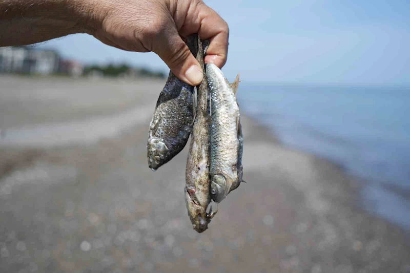 Binlerce İsrail sazanı Karadeniz kıyılarına vurdu

