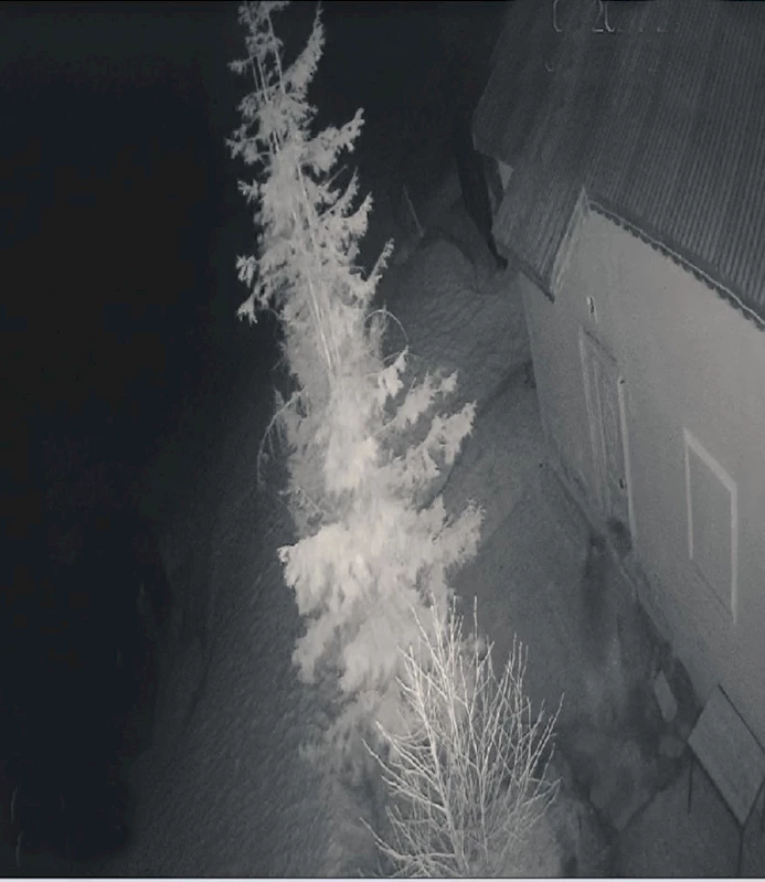 Kış uykusundan uyanan ayı yiyecek ararken görüntülendi
