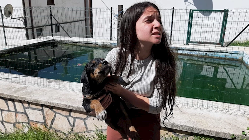 Havuzda boğulmak üzere olan yavru köpeği vatandaşlar kurtardı

