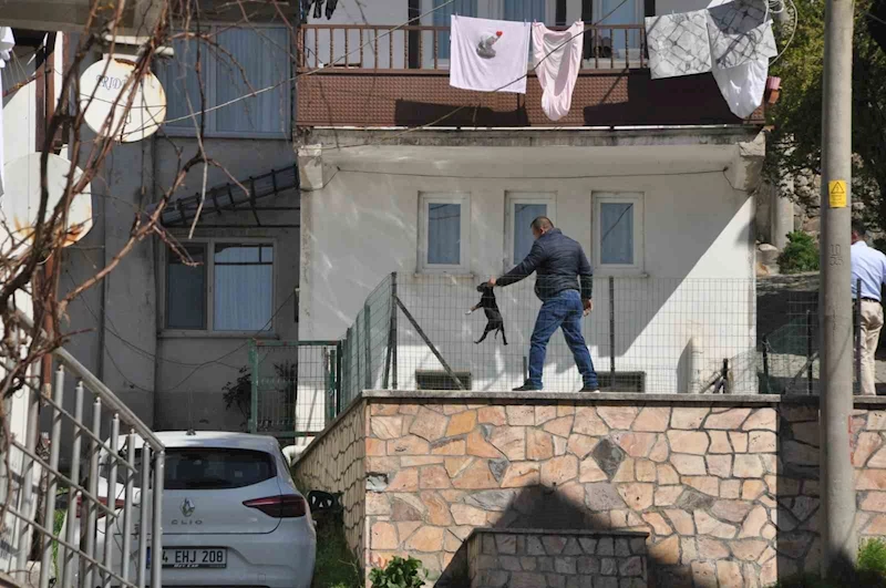 Havuzda boğulmak üzere olan yavru köpeği vatandaşlar kurtardı
