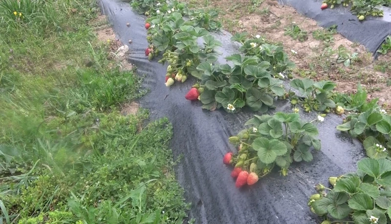Bu tarlada çilekleri müşteriler topluyor
