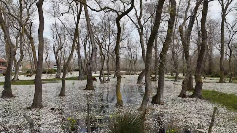 Cennetten bir köşe: Kızılırmak Deltası
