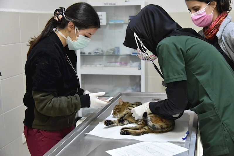 Karadeniz’in kamuya ait tek hayvan hastanesinde 6 bin 580 hayvan tedavi edildi
