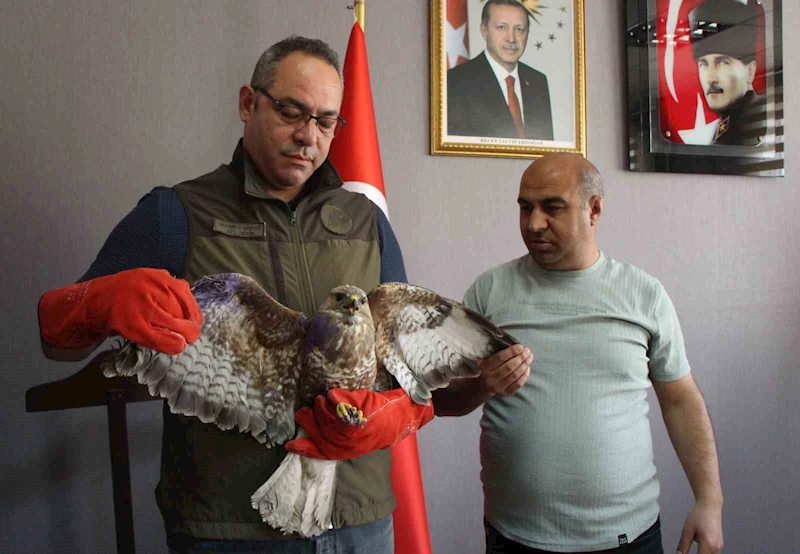 Yaralı şahin ‘Bayram’ tedavi altına alındı
