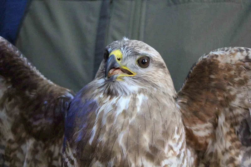 Yaralı şahin ‘Bayram’ tedavi altına alındı
