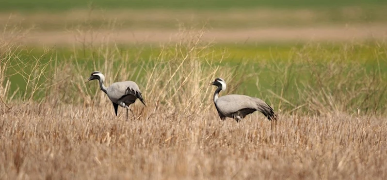 Telli turna çifti Amasya’da yeniden yuva yaptı
