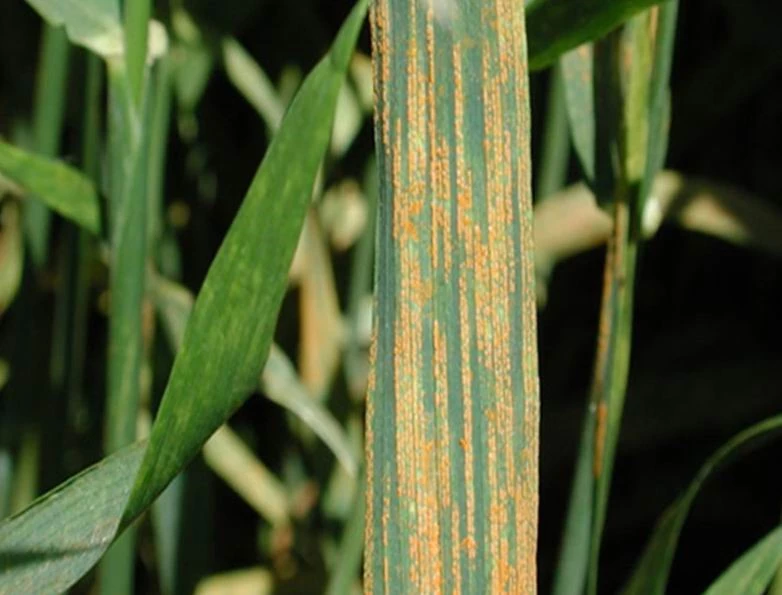 Hububatta ’küllenme, kök boğazı ve sarı pas’ alarmı
