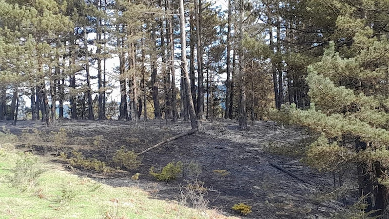 Sinop’ta korkutan orman yangını
