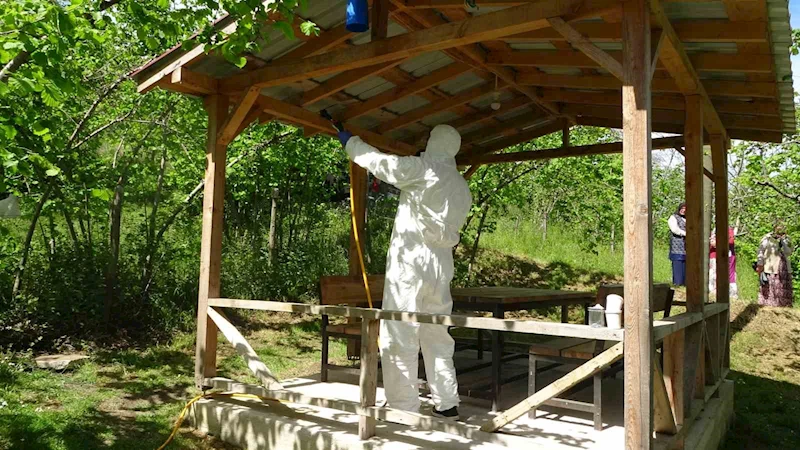 Ordu’da kahverengi kokarca istilası
