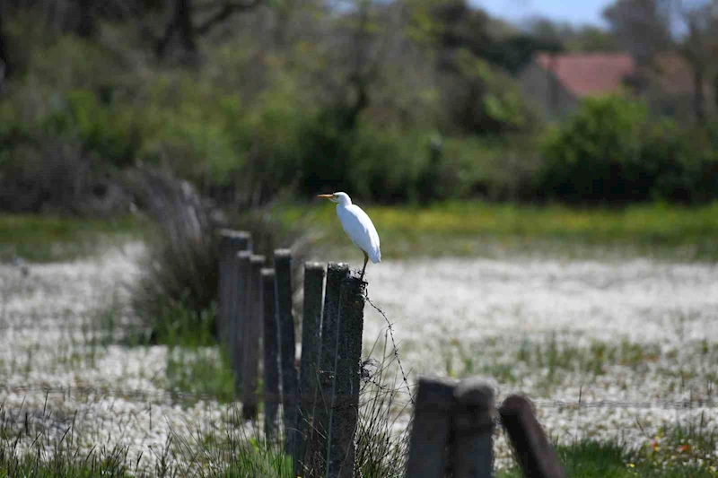 Kızılırmak Deltası’nda bahar güzelliği
