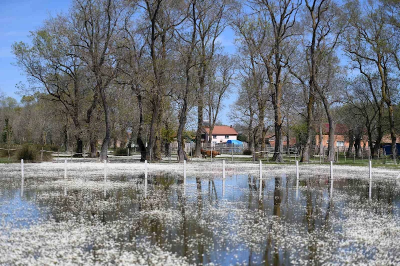 Kızılırmak Deltası’nda bahar güzelliği
