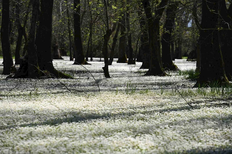 Kızılırmak Deltası’nda bahar güzelliği
