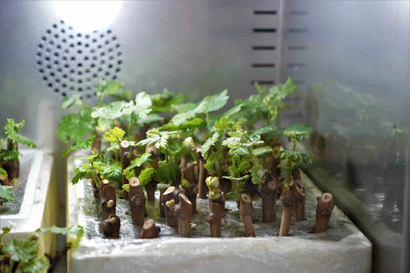 Tarım ilaçsız çekirdeksiz üzümler geliyor
