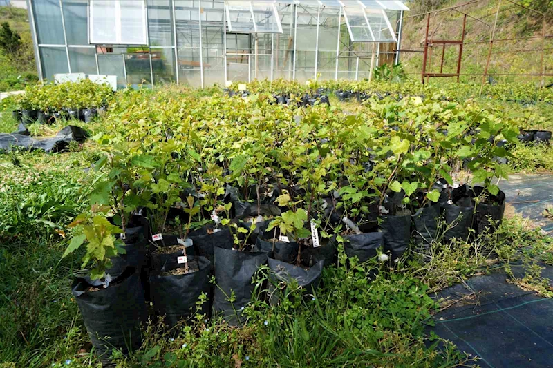 Tarım ilaçsız çekirdeksiz üzümler geliyor
