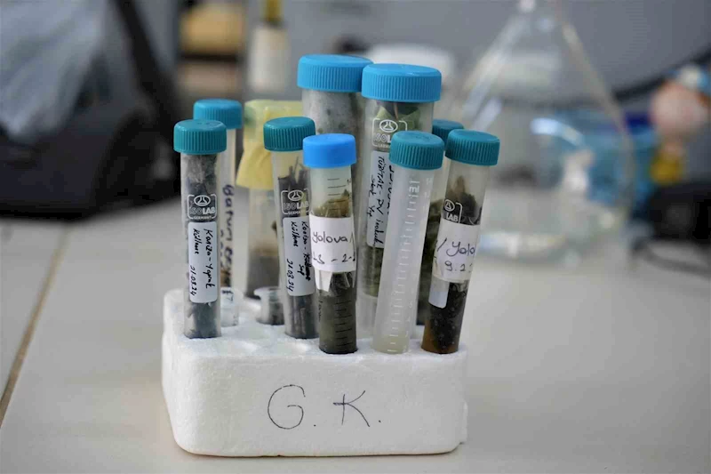 Tarım ilaçsız çekirdeksiz üzümler geliyor
