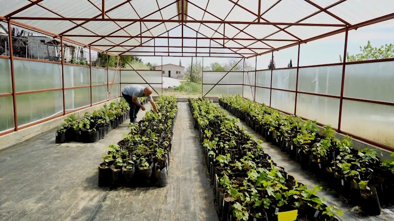 Tarım ilaçsız çekirdeksiz üzümler geliyor
