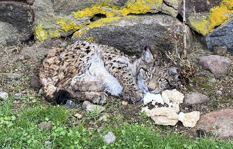 Bolu’da 2023 yılında 206 yaralı yaban hayvanı ihbarına anında müdahale edildi
