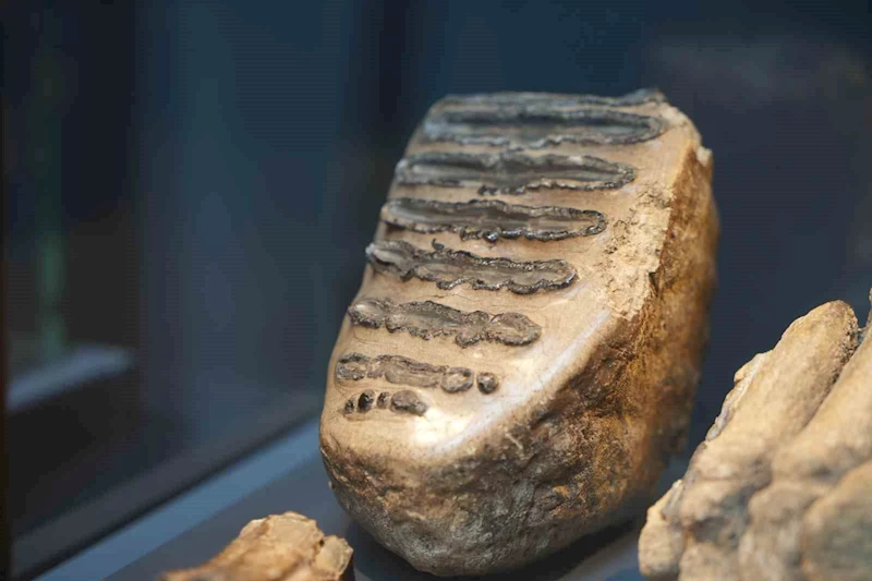 Aralarında mamut fosilinin de yer aldığı 545 milyon yıllık fosiller Samsun’da sergileniyor
