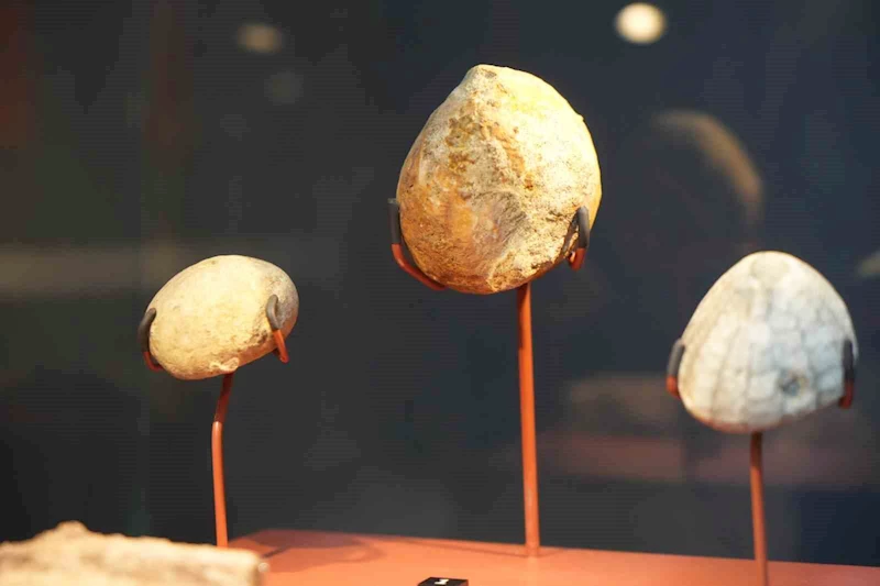 Aralarında mamut fosilinin de yer aldığı 545 milyon yıllık fosiller Samsun’da sergileniyor
