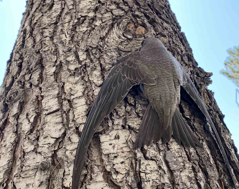 Bolu’da 2023 yılında 206 yaralı yaban hayvanı ihbarına anında müdahale edildi
