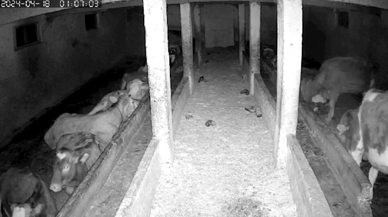 Tokat’ta 4,7’lik depremin yeni görüntüleri ortaya çıktı
