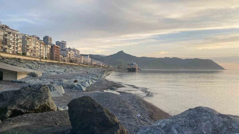 Artvin’de ölü yunus balıkları kıyıya vurdu
