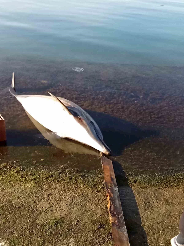 Artvin’de ölü yunus balıkları kıyıya vurdu
