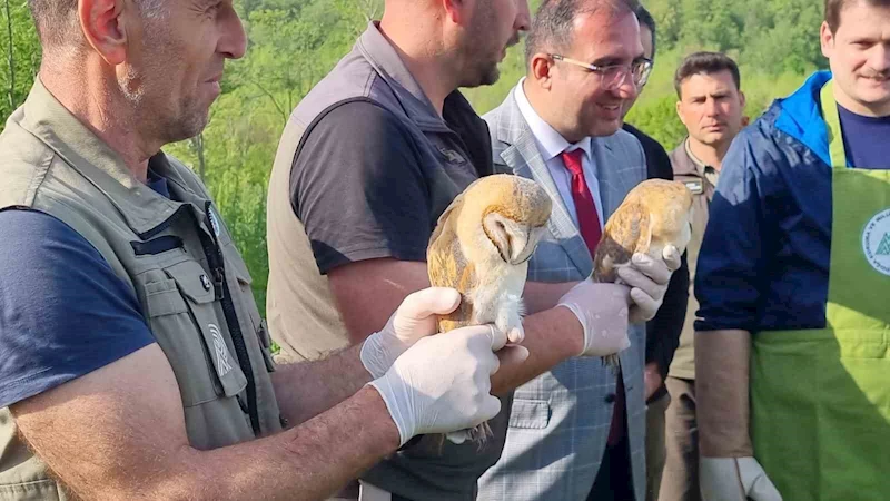 Sinop’ta yaraları tedavi edilen doğaya salındı
