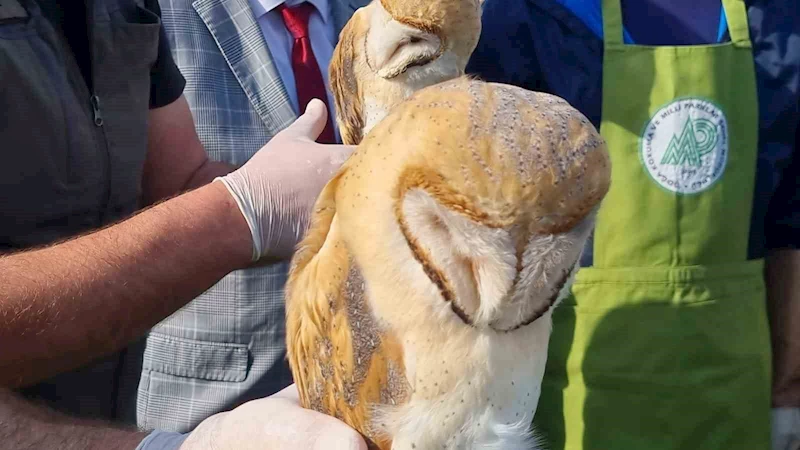 Sinop’ta yaraları tedavi edilen doğaya salındı
