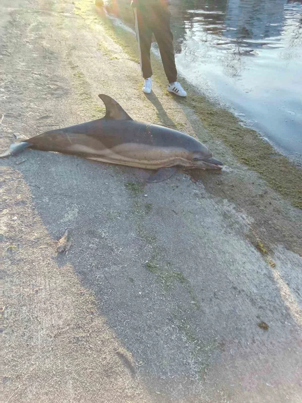 Artvin’de ölü yunus balıkları kıyıya vurdu
