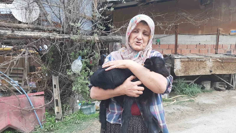 Alevler arasından kurtarılan yavru oğlağına kavuşmuştu: “Dünyayı o an bana verselerdi umurumda olmazdı”
