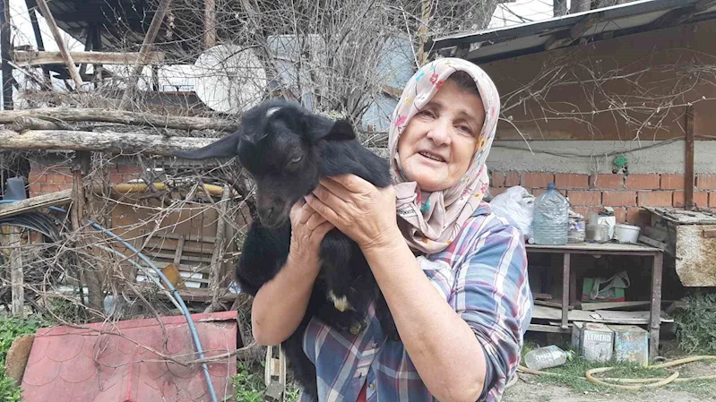 Alevler arasından kurtarılan yavru oğlağına kavuşmuştu: “Dünyayı o an bana verselerdi umurumda olmazdı”
