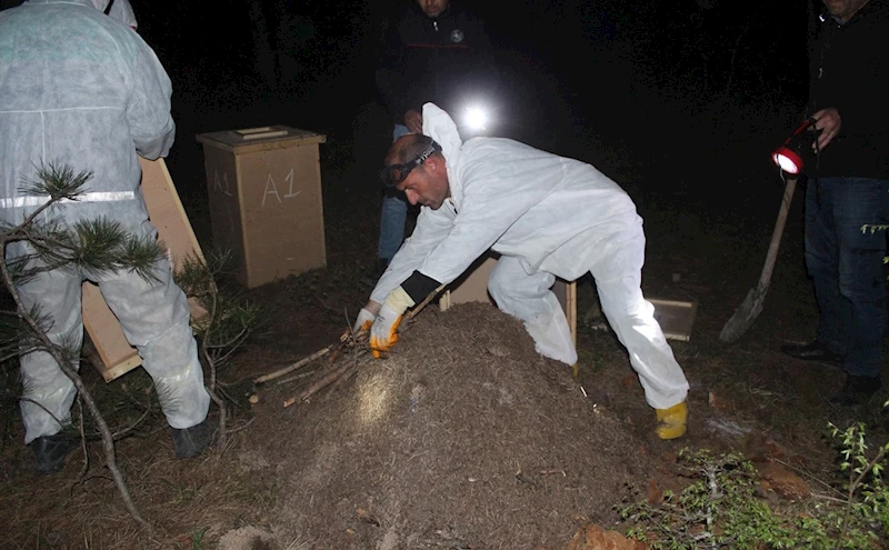 Vezirköprü’de gece yarısı kırmızı karınca operasyonu: Zararlı böcekleri yiyecek
