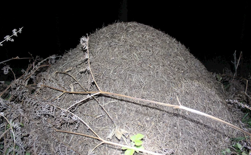 Vezirköprü’de gece yarısı kırmızı karınca operasyonu: Zararlı böcekleri yiyecek
