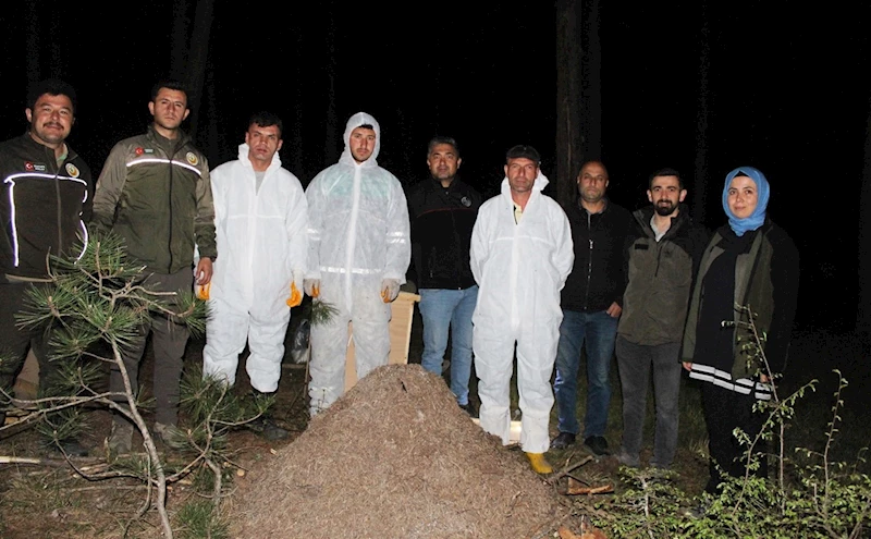 Vezirköprü’de gece yarısı kırmızı karınca operasyonu: Zararlı böcekleri yiyecek
