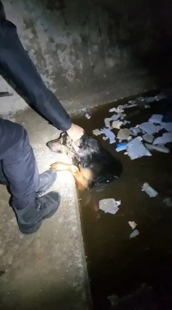 Tokat polisi mahsur kalan köpeği kurtardı
