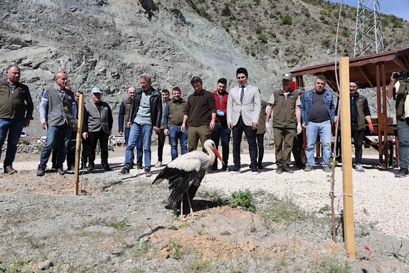 Artvin’de tedavisi tamamlanan leylek doğaya bırakıldı
